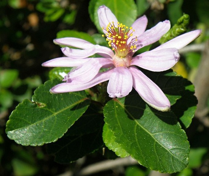 GREWIA OCCIDENTALIS L. – blahokamýk