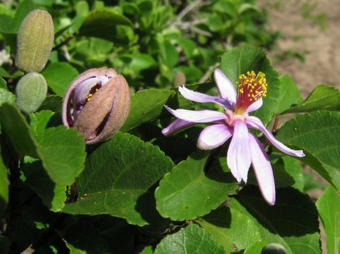 Grewia occidentalis