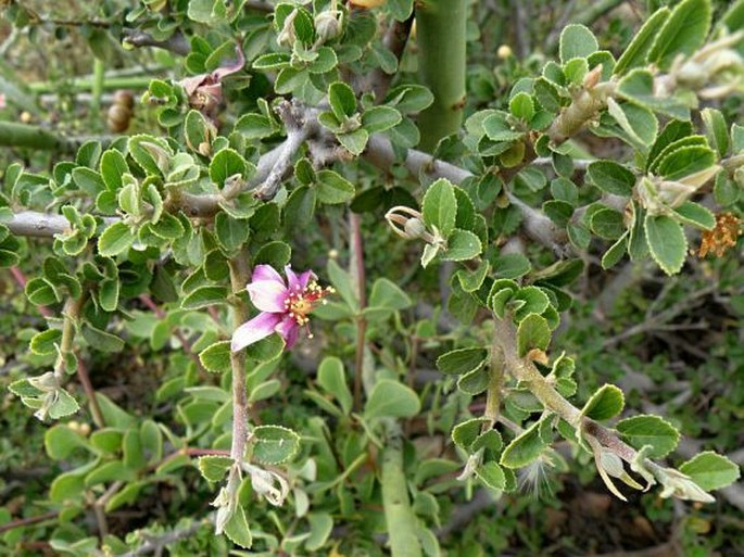 GREWIA ROBUSTA Burch. – blahokamýk