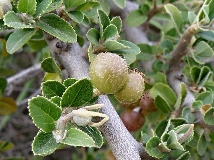 Grewia robusta