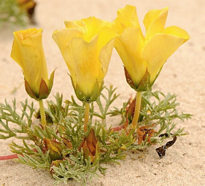 GRIELUM GRANDIFLORUM (L.) Druce