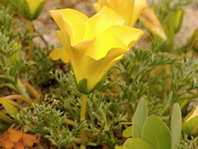 Grielum grandiflorum