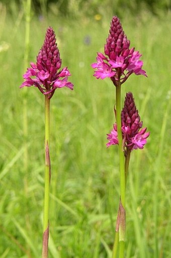 Anacamptis