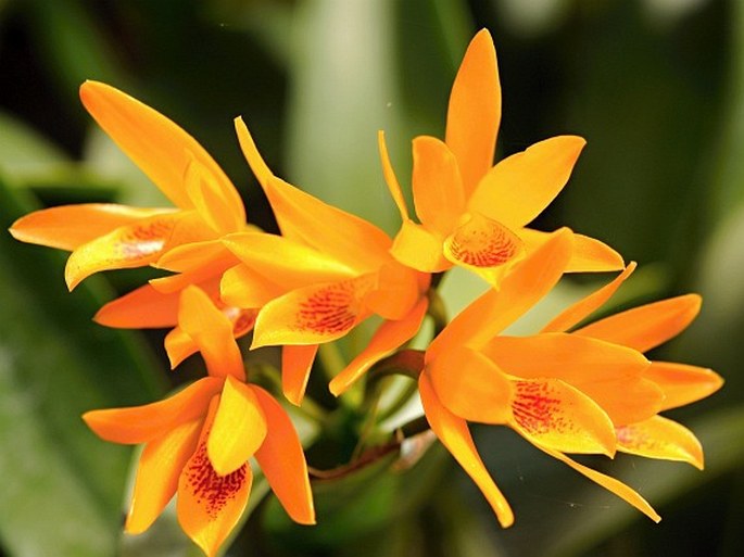 GUARIANTHE AURANTIACA (Bateman ex Lindl.) Dressler et W. E. Higgins