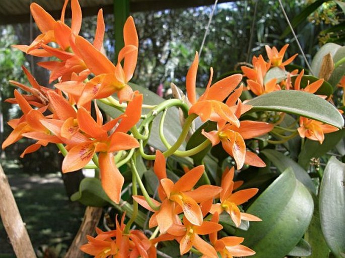 Guarianthe aurantiaca