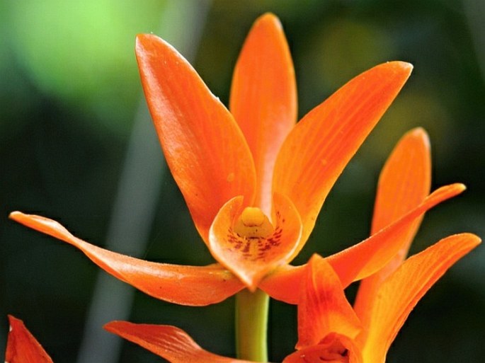 Guarianthe aurantiaca