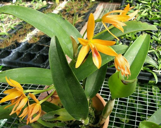 Guarianthe aurantiaca