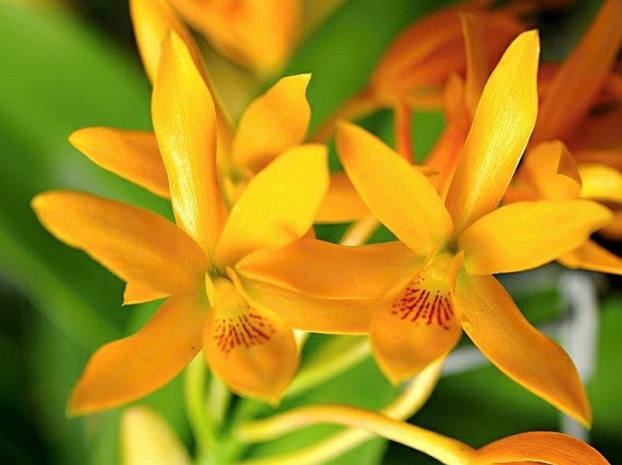 Guarianthe aurantiaca