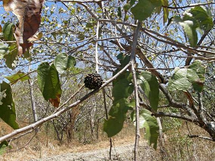 Guazuma ulmifolia