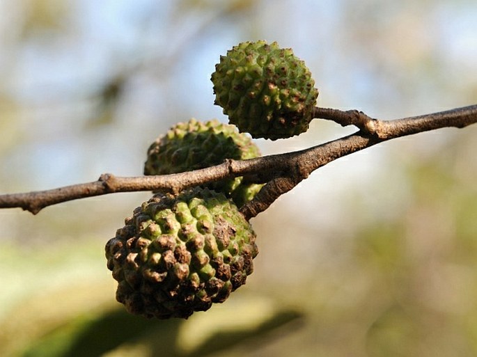 Guazuma ulmifolia