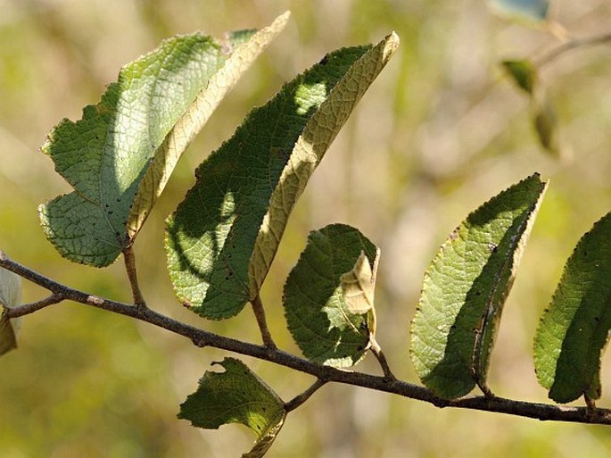 Guazuma ulmifolia