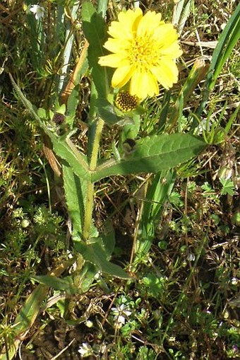 Guizotia abyssinica