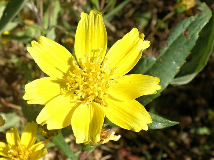 GUIZOTIA ABYSSINICA (L. f.) Cass. - mastňák habešský