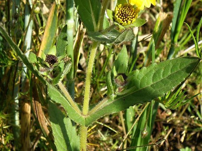 Guizotia abyssinica