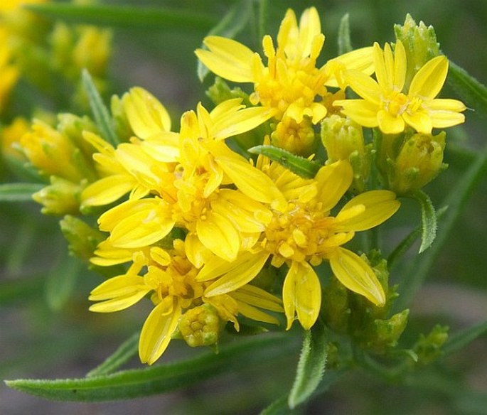 Gutierrezia sarothrae