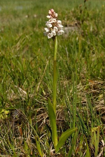 Gymnadenia frivaldii