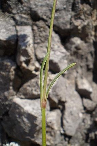 Gypsophila petraea