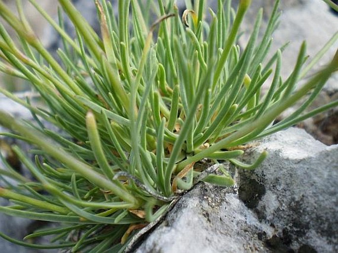 Gypsophila petraea