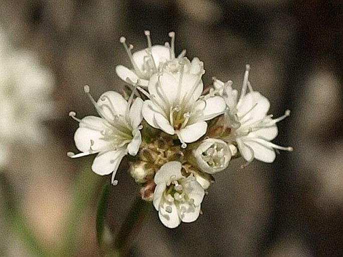 Gypsophila petraea