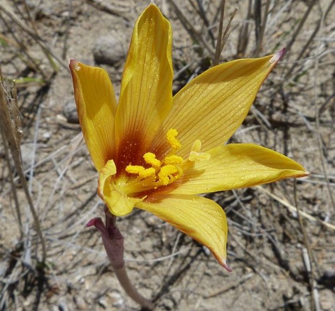 Habranthus tubispathus