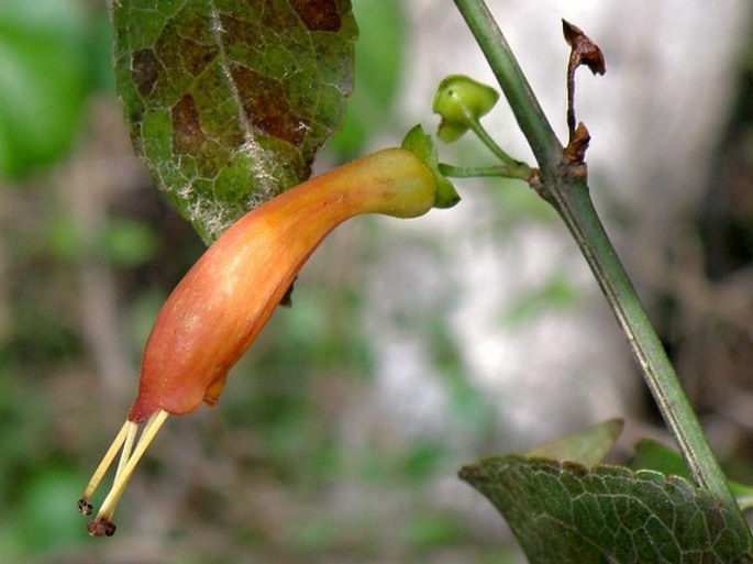 Halleria lucida