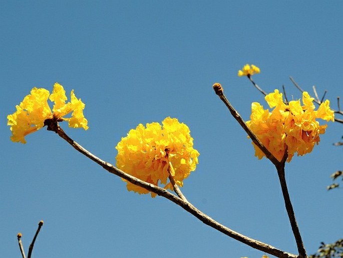 HANDROANTHUS OCHRACEUS (Cham.) Mattos