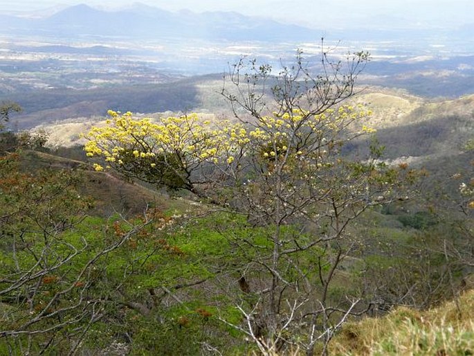 Handroanthus ochraceus