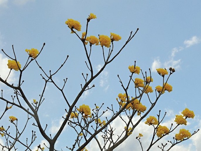 Handroanthus ochraceus