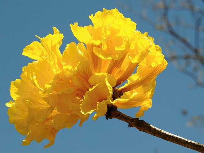 Handroanthus ochraceus