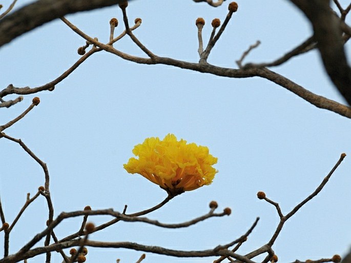 Handroanthus ochraceus