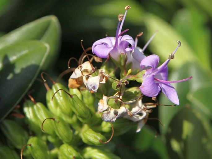 Veronica franciscana