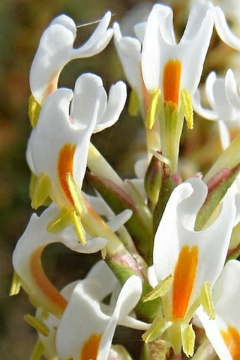 Hebenstretia dentata