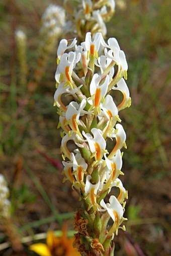 Hebenstretia dentata