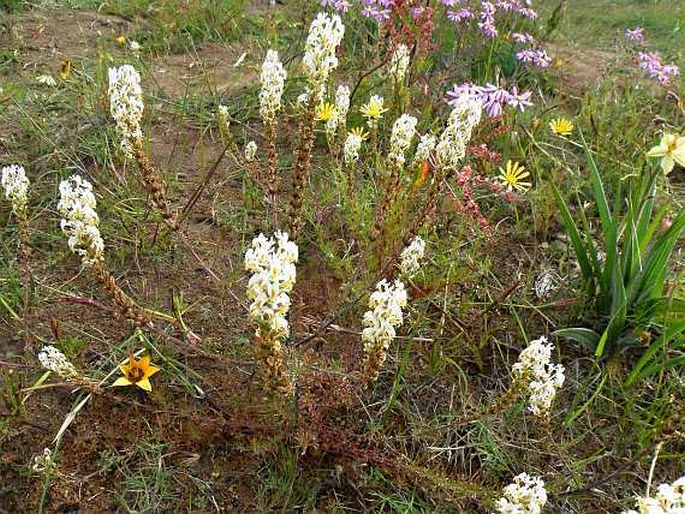 Hebenstretia dentata