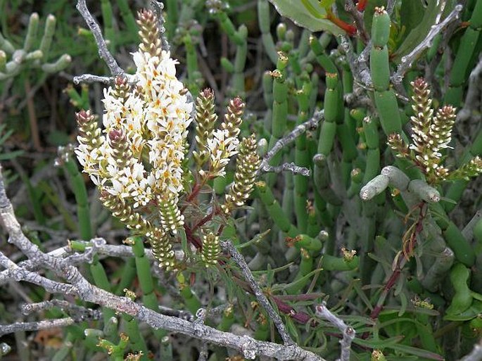 Hebenstretia robusta