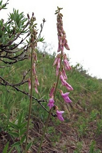 Hedysarum alpinum