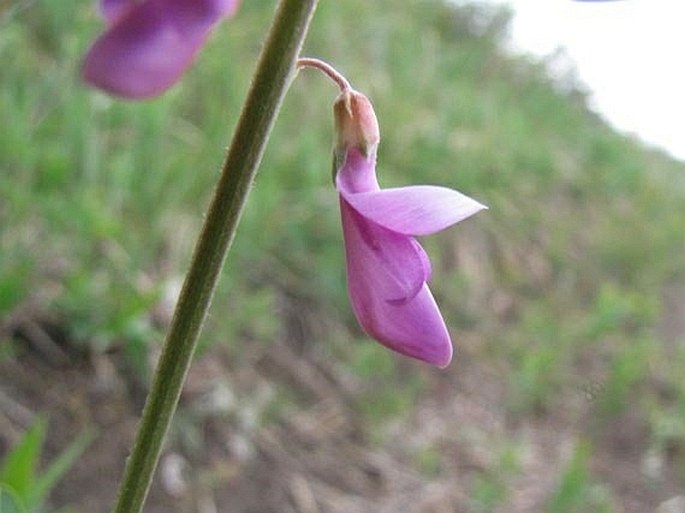 HEDYSARUM ALPINUM L. - kopyšník / sekernica