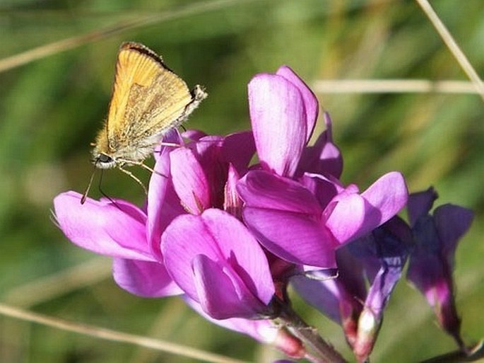 Hedysarum boreale