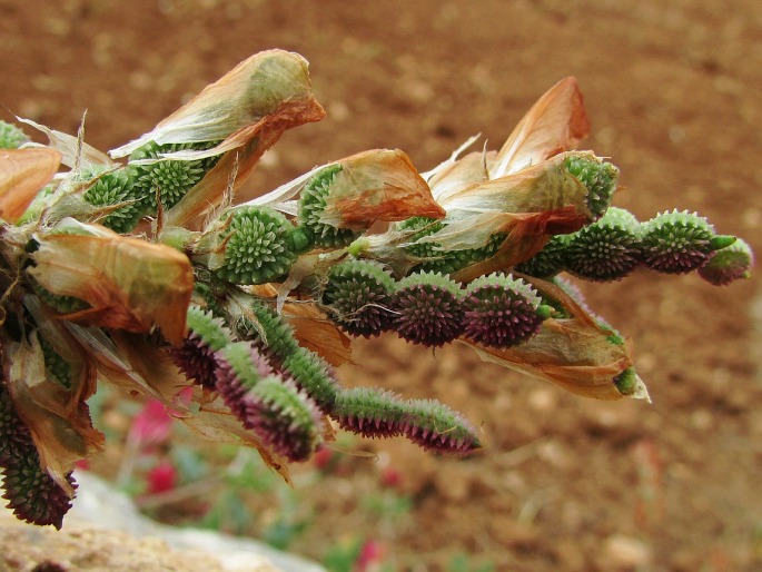 Sulla coronaria