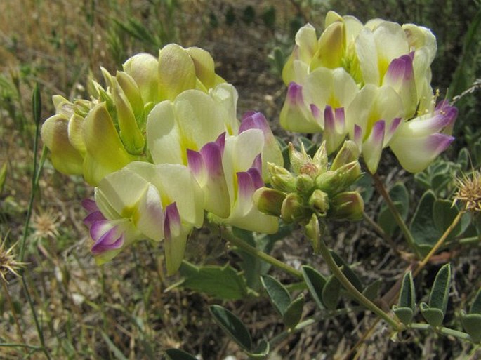 HEDYSARUM VARIUM Willd. - kopyšník proměnlivý / sekernica
