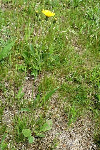 Hieracium lachenalii