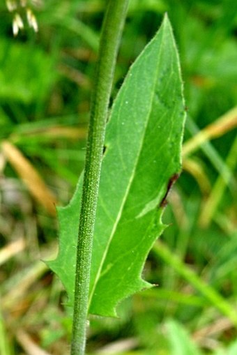 Hieracium lachenalii