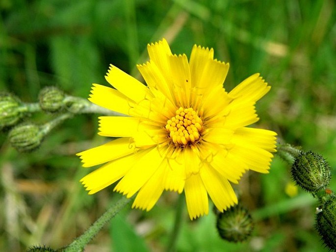 HIERACIUM LACHENALII Suter – jestřábník Lachenalův / jastrabník Lachenalov