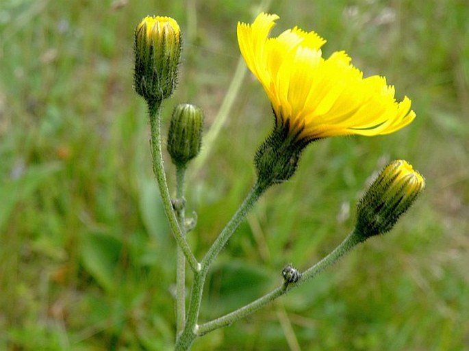 Hieracium lachenalii