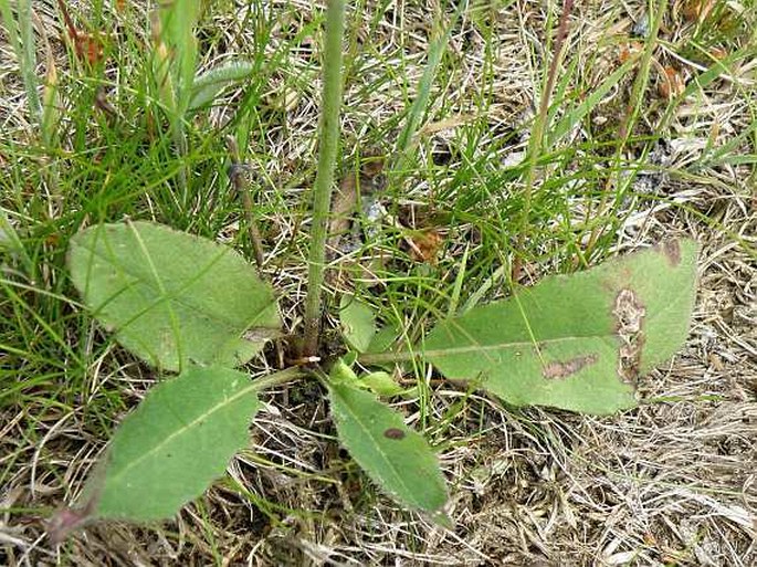 Hieracium lachenalii