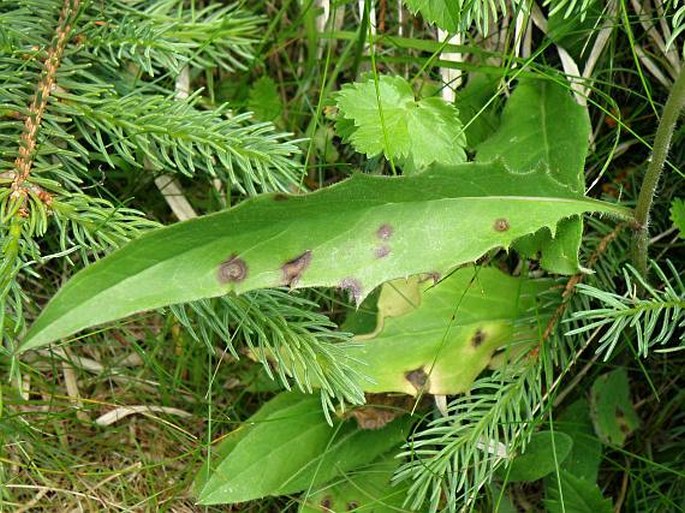 Hieracium lachenalii