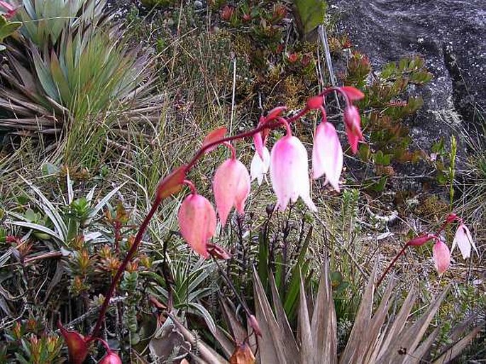 Heliamphora nutans