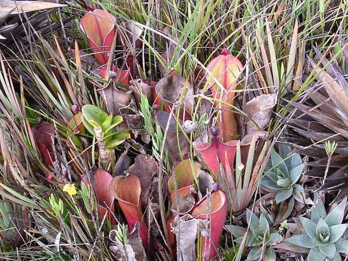 Heliamphora nutans