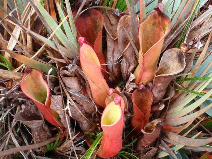 Heliamphora nutans