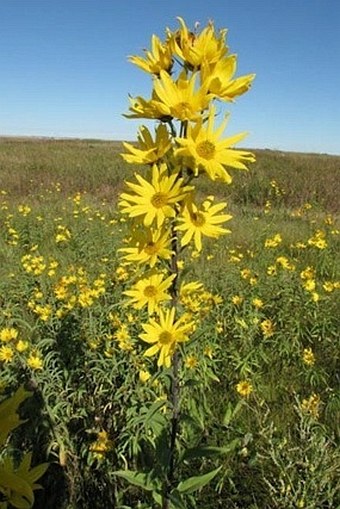 Helianthus maximiliani